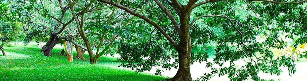 Green Oaks