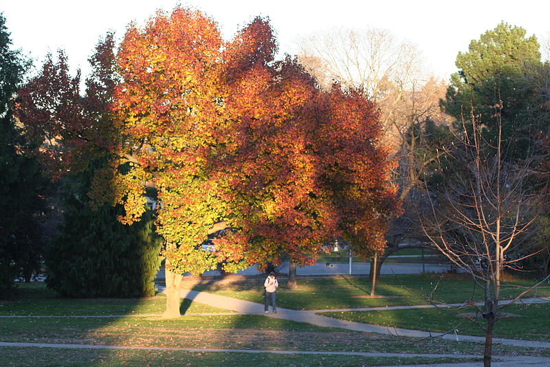 White Lake