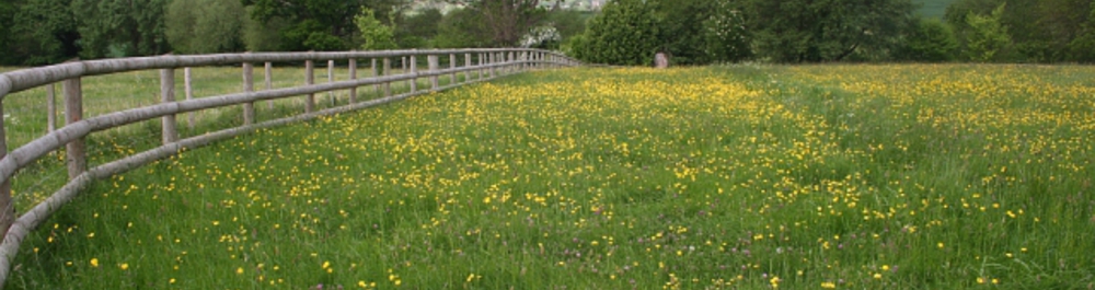 Rochester