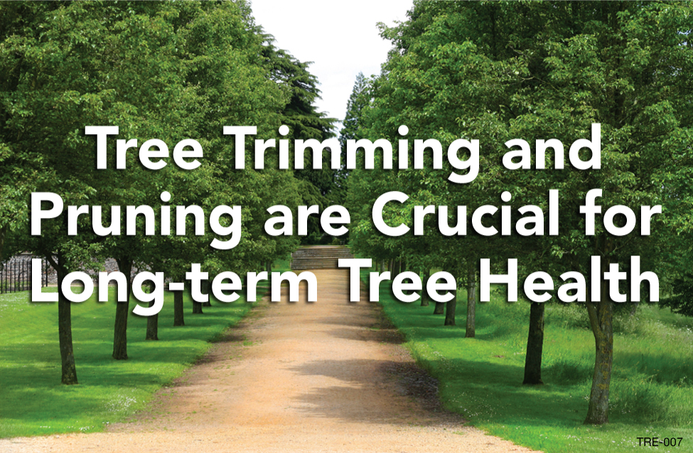 Tree Trimming And Pruning